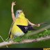 Bird Man Bill (@that_person1173) Twitter profile photo Bird Man Bill (@that_person1173) Twitter profile photo