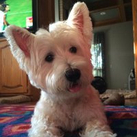 Max's Mom (@lori6380) 's Twitter Profile