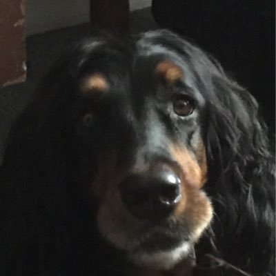 InternetD0G's profile picture. Demi-monde Provocateuse