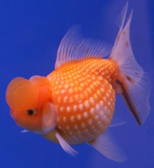 jytock's profile picture. I don't know about you. But I *heart* crabbie! Currently reading: countless of novels & mangas