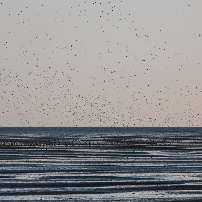 Initiatief van @laurazwaneveld met alles over het wad