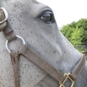 アキバ・競馬・旅行・ウマ娘など。

アイコンはハクタイセイ。ヘッダーはウマ娘のメジロマックイーン固有風な藤崎詩織をめにゅさんに書いていただきました♪