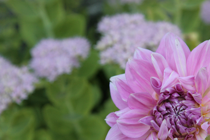 kats_gardens's profile picture. Photographer by day and lots of times inbetween, wanna-be gardener when there's time.  Mom through it all.  Follow my adventures!