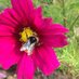 Tracey Stammers (@scentandfoliage) Twitter profile photo Tracey Stammers (@scentandfoliage) Twitter profile photo