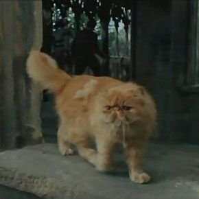 Chat d'Hermione Granger. | Je prépare un plan pour gouverner le monde et soumettre les humains.