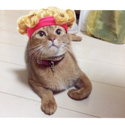 dmgb634's profile picture. 自尊心高め。猫が懐かない。
