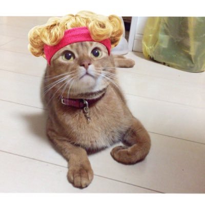 自尊心高め。猫が懐かない。