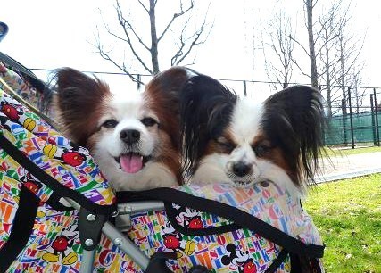 タイガースと競走馬(ディクタス系)とパピヨン犬が大好きです☆
パピヨンのピース♂は2017年5月14日生まれ。
アイ♂は2019年7月21日生まれ。
先代犬はとっぴー14歳とジョイ10歳で、2017年にお空に🌈還りました🐶