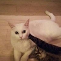 はな🍴🍳 (@atukiwanko) 's Twitter Profile
