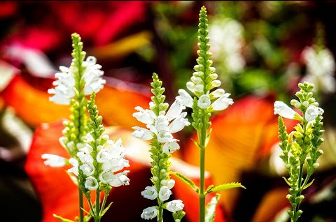 NishanthiPriya4's profile picture. 