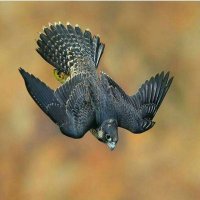 ABEED . (@asjrgkti2) 's Twitter Profile