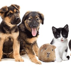 Social site for pets. We have informative articles and guides and discussion forums for all kinds of pets. #petsitesunite