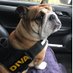 Bo (@bo_the_bulldog) Twitter profile photo Bo (@bo_the_bulldog) Twitter profile photo