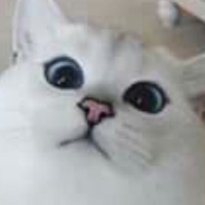 Pizza_SLM's profile picture. Chat de @hp0506malfoy & @LilyClark01 Et il a toujour @AndreasMalfoy sur le dos