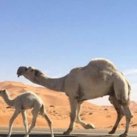 راع الوضح (@ps9fbsvvwi0csfx) Twitter profile photo