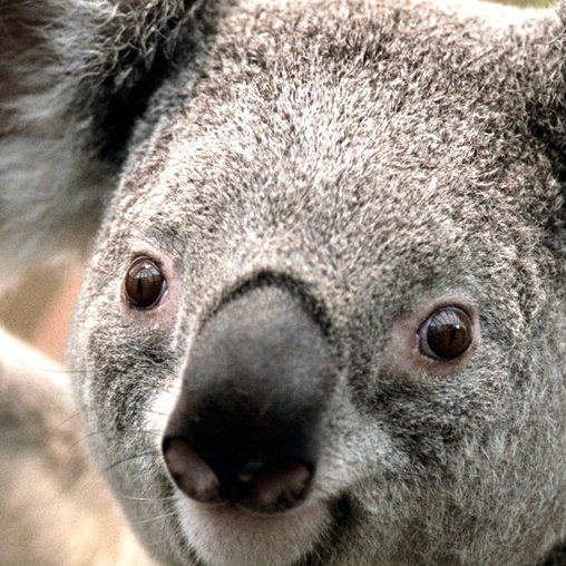 ChrThornell's profile picture. 