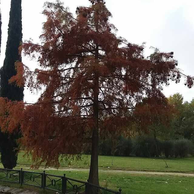 Aficionado desde hace 25 años a la meteorología, me encanta la naturaleza, el campo y los árboles.