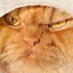 mordor cat (@mordor_cat) Twitter profile photo mordor cat (@mordor_cat) Twitter profile photo