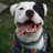 stannisthepit's profile image