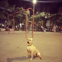 Raúl el Perro (@elperroraul) 's Twitter Profile