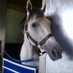 Juba (the Gray) (@Jubacolt) Twitter profile photo