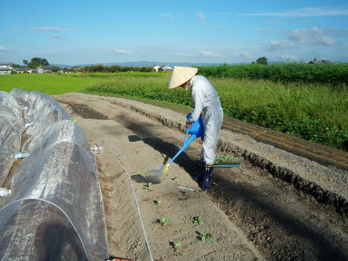 __hiramatsu's profile picture. 2019年6月から東京で勤務した後に2023年3月から愛知県で勤務しております。野菜を売ったり野菜を届けたりしています。