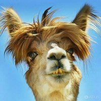 lama colere (@francklecacheur) 's Twitter Profile