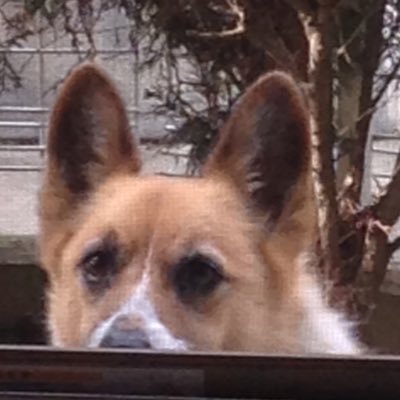 さくら右京さんのプロフィール画像