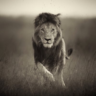 LeeFisherWP's profile picture. A wildlife photographer in search of natures magic moments and capturing them through a lens.