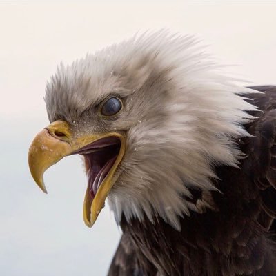 FehmiDakhli's profile picture. 🌍