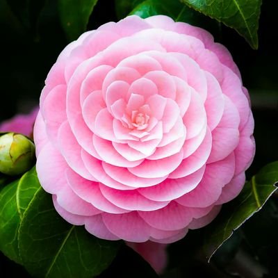 ShekhuH's profile picture. SH