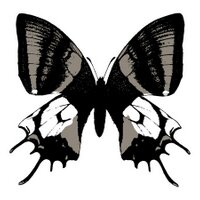 日本蝶類学会 (@bsj_t) Twitter profile photo