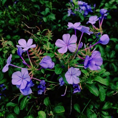 かぺりんさんのプロフィール画像