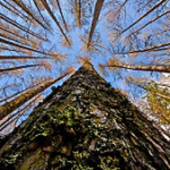 Loving Trees And Everything About Them - Follow Me To Hear About Tree News