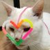 にゃんこりん (@sweetoldcat) Twitter profile photo にゃんこりん (@sweetoldcat) Twitter profile photo