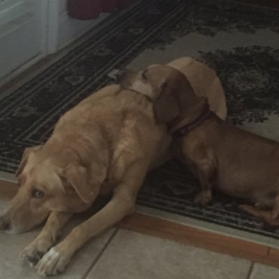 DJM1949's profile picture. Conservative who just wants to live in a safe USA and see my tax dollars used for America and keeping is safe so know one  has to be afraid to go anywhere.