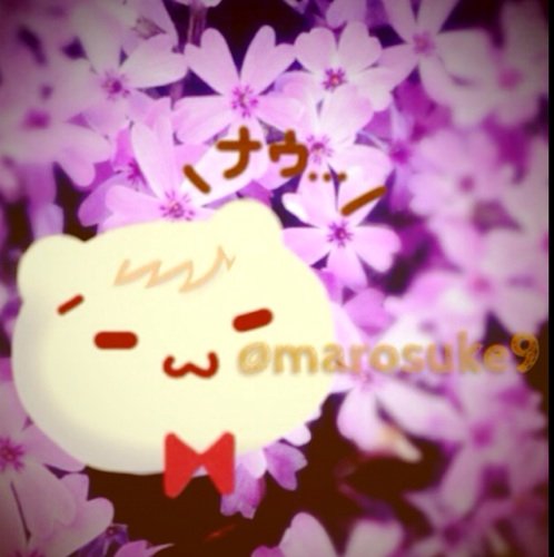 まろすけ（ ´ -ω-）さんのプロフィール画像