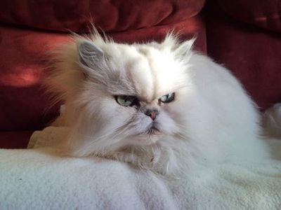 shiro_sergio's profile picture. Technology & Science & space technology 
Doctorate in Electrical Engineering and Computer Science