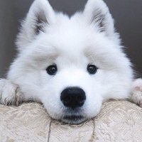 Viral Animals (@thatsanimals) 's Twitter Profile Photo Viral Animals (@thatsanimals) 's Twitter Profile Photo