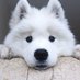 Viral Animals (@thatsanimals) Twitter profile photo Viral Animals (@thatsanimals) Twitter profile photo