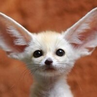 David Bovill (@fortyfoxes) 's Twitter Profile