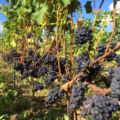 Family-run vineyard in Chartham overlooking the Stour Valley, 3 miles SW of Canterbury. Shop open Saturdays 10.30 - 5.00, online https://t.co/2cZzrALtyY