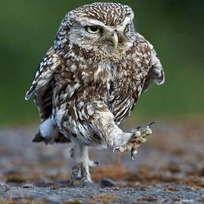 ximin_llc's profile picture. tengo muchos defectos, agricultor,excazador,metalero,futbolero,torista,cuarenton y el más grande txuri urdin en Vila-real(cs)