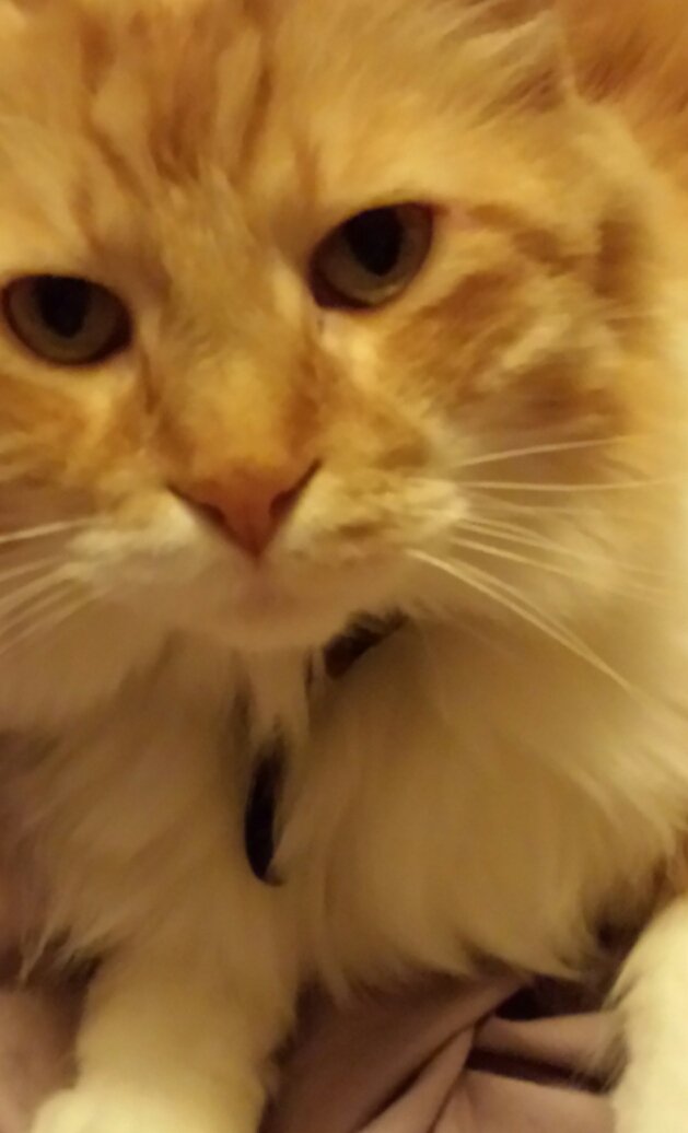 bookitty161's profile picture. Live and let live