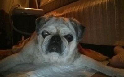 mad_pugman's profile picture. Concerned citizen in Texas. Moderate.  #ThomasPaine #HDThoreau #MLK #Resist