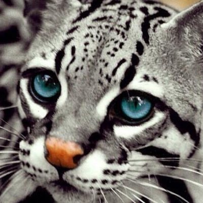 DebbBrock's profile picture. If you are not appalled and disgusted you are not paying attention !!