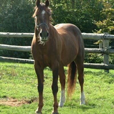 LisaDIPIETRO3's profile picture. Passion 🏇 chevaux surtout Trot. 
Fan OURASI  Mais aussi TIMOKO, 
BOLD EAGLE,  Univers de Pan, ANNA Mix. Pour le galop, fan de Cirrus des Aigles & de Trêve 🦄