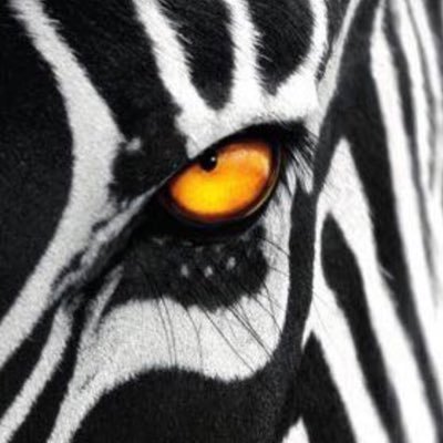 luca555666's profile picture. Ma che te frega?