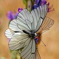 Solo Amor (@purpurasoloamor) 's Twitter Profile Photo Solo Amor (@purpurasoloamor) 's Twitter Profile Photo