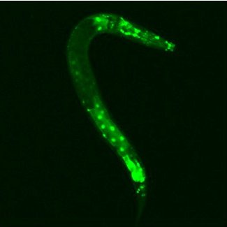 C. elegans biologist, studying signal transduction and the genetics of ageing. York University, Toronto.